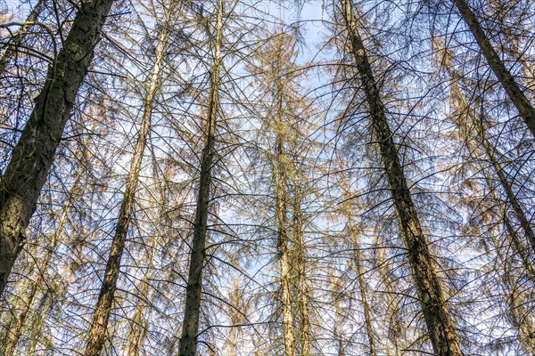 Dead spruce trees, tree mortality, caused by the bark beetle, in the Eifel National Park, near Nideggen, Rureifel, North Rhine-Westphalia, Germany, Europe