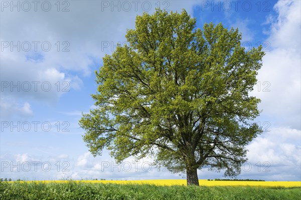 English oak (Quercus robur), solitary tree, in spring, blue sky and white clouds, Thuringia, Germany, Europe