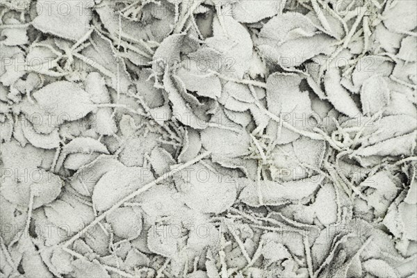 Leaves and grass covered with hoarfrost. Abstract floral background, garden and winter concept. Frost texture, close up, flat lay, top view