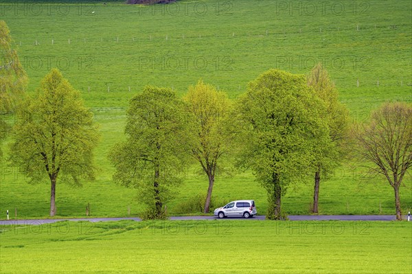 Car on a country road, green fields, meadows, trees line the 2-lane road, spring, near Schwelm, North Rhine-Westphalia, Germany, Europe