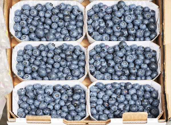 Fresh european blueberry (Vaccinium myrtillus) sorted in cardboard trays, Bavaria, Germany, Europe