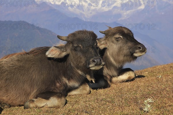Water buffalo calves resting on a hill in Nepal