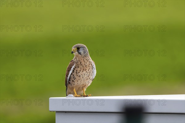Kestrel (Falco tinnunculus) . Weilheim an der Teck, Baden-Württemberg, Germany, Europe