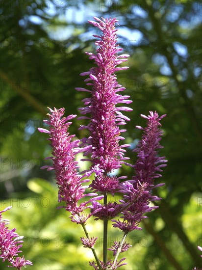 Close-up of vibrant pink flowers against lush green foliage under bright sunlight, puerto de la cruz, tenerife, spain