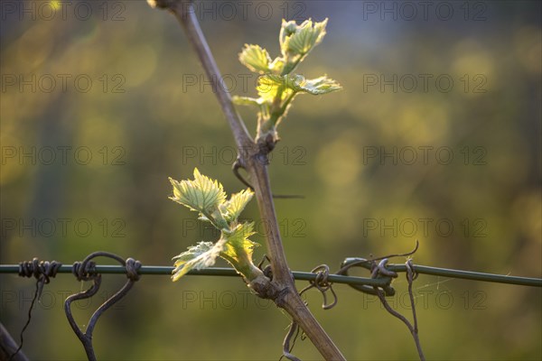 Young leaves of a grapevine in spring, viticulture, budding, shoots, vines, Baden-Württemberg, Germany, Europe