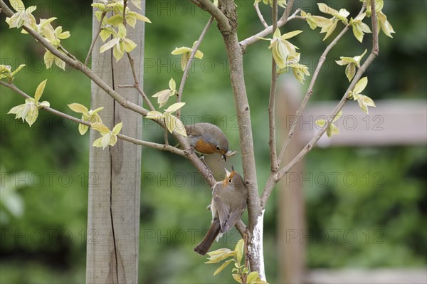 European robin (Erithacus rubecula), songbird, two, mating, Two robins are sitting on a branch. One bird has an insect in its beak and the second bird has its beak open