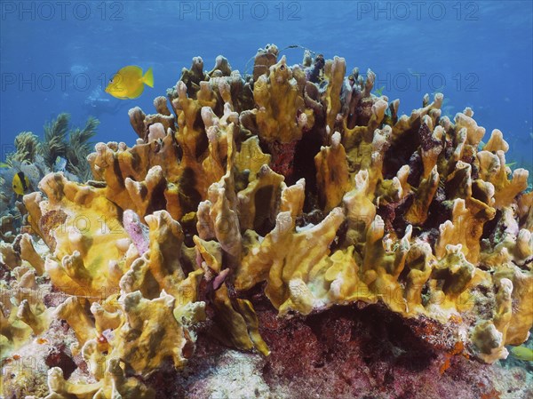 Fire coral (Millepora complanata), dive site John Pennekamp Coral Reef State Park, Key Largo, Florida Keys, Florida, USA, North America