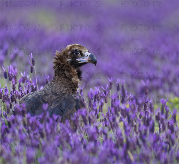 Black vulture (Aegypius monachus, in a meadow with crested lavender (Lavendula stoechas) i Castilla y LeonSpain