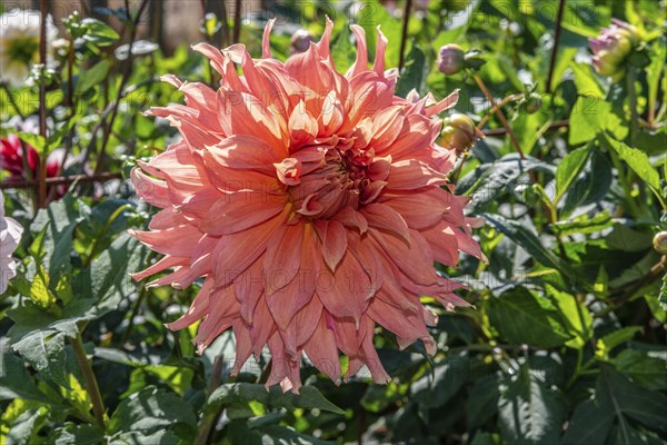 Flowering Dahlias (Dahlia), variety Fairway Spur in the Dahlia Farm in Löderup, Ystad municipality, Skåne County, Sweden, Scandinavia, Europe