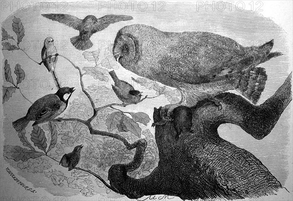 Barn owl, Tyto alba, being attacked by day birds, illustration from 1880, historical, digital reproduction of an original from the 19th century