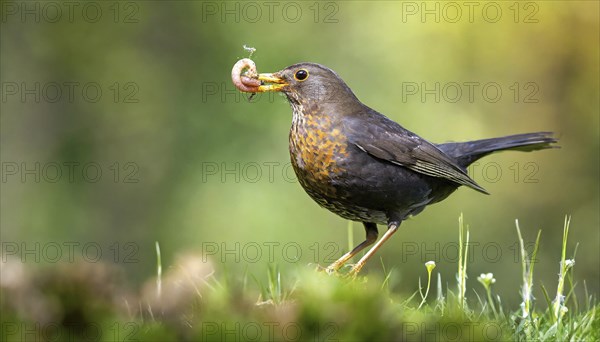 Animal, bird, blackbird, Turdus merula, female, foraging, has a worm in her beak, AI generated, AI generated