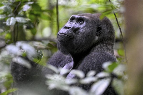 Western lowland gorilla (Gorilla gorilla gorilla), male, silverback, Baï-Hokou, Dzanga-Ndoki National Park, Unesco World Heritage Site, Dzanga-Sangha Complex of Protected Areas (DSPAC), Sangha-Mbaéré Prefecture, Central African Republic, Africa