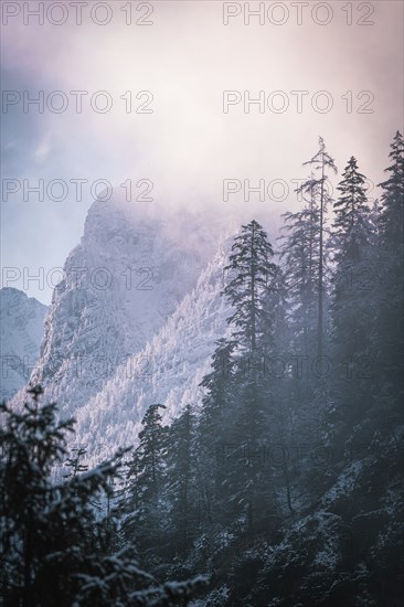 Snow-covered trees in front of a mountain with diffuse light of a foggy morning, Alpenstraße, Bad Reichenhall, Germany, Europe