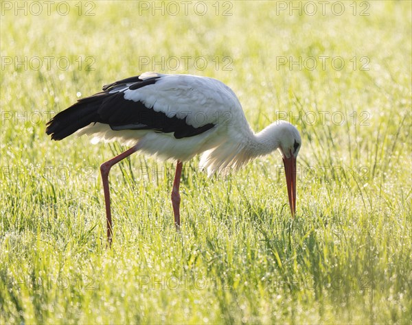 White stork (Ciconia ciconia) foraging in a meadow in the early morning, dew beads on the grass, Lower Saxony, Germany, Europe