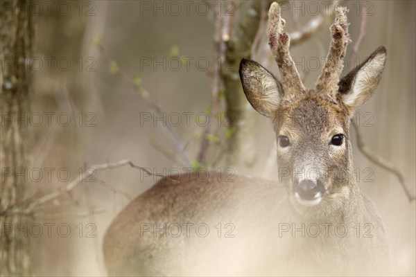 Roe deer standing between trees in the forest, half in focus, curious look, European roe deer (Capreolus capreolus) in the undergrowth, roebuck in the bast, Flusslandschaft Peenetal nature park Park, Mecklenburg-Western Pomerania, Germany, Europe