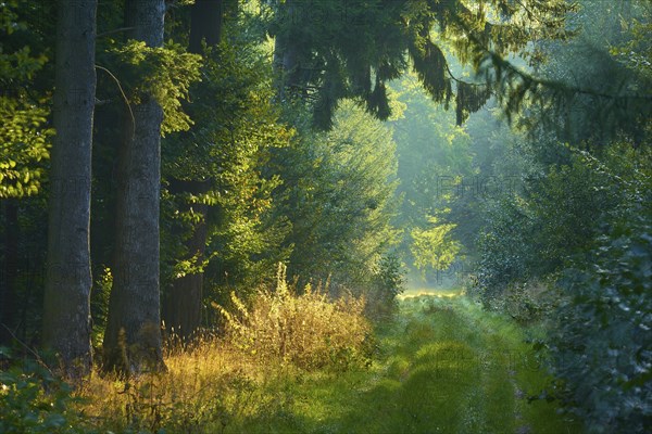 Picturesque forest path with bright sunbeams and lush greenery, a peaceful nature picture, Vielbrunn, Michelstadt, Odenwald, Hesse, Germany, Europe