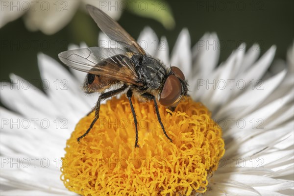 Gold shield fly (Phasia aurigera), female on a white immortelle (Xerochrysum bracteatum) with yellow centre, macro photograph, Baden-Württemberg, Germany, Europe