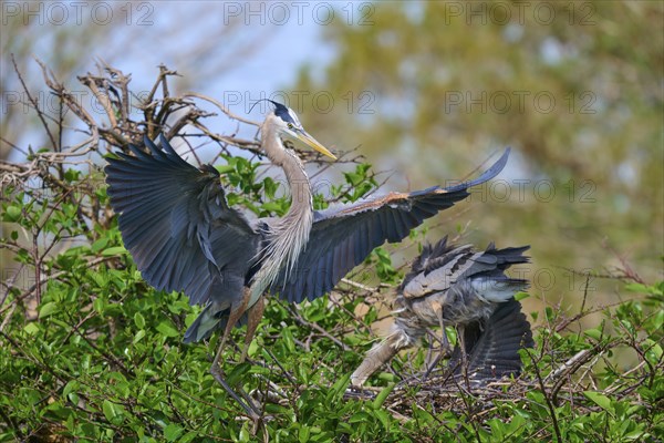 Two Great blue heron (Ardea herodias), with outstretched wings perched on branches surrounded by green leaves and trees on nest, Wakodahatchee Wetlands, Delray Beach, Florida, USA, North America