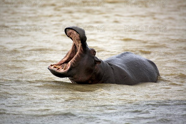 Hippopotamus (Hippopatamus amphibius), adult, in water, threatening, yawning, Saint Lucia Estuary, Isimangaliso Wetland Park, Kwazulu Natal, South Africa, Africa