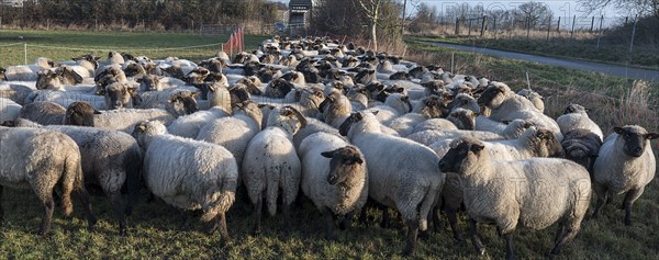 Black-headed domestic sheep (Ovis gmelini aries) penned for loading on the pasture in the early morning, Mecklenburg-Vorpommern, Germany, Europe