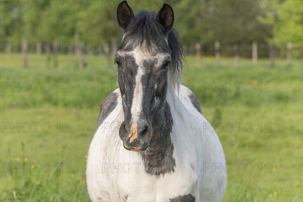 Horse on a pasture in spring. Bas Rhin, Alsace, France, Europe