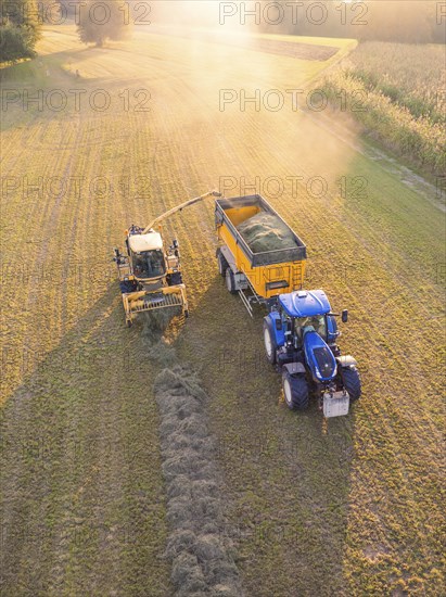 Aerial view of a tractor and a harvester collecting hay in a field at sunset, Haselstaller Hof, Gechingen, Black Forest, Germany, Europe