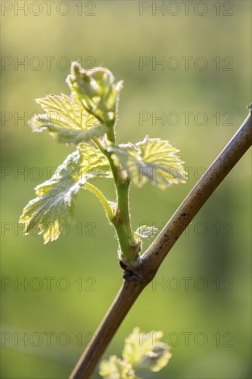 Young leaves of a grapevine in spring, viticulture, budding, shoots, vines, Baden-Württemberg, Germany, Europe