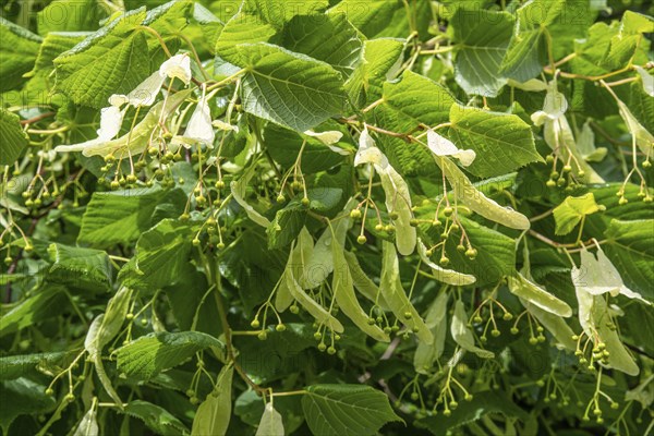 Twig of linden tree (Tilia) with fruit in Ystad, Scania, Sweden, Scandinavia, Europe