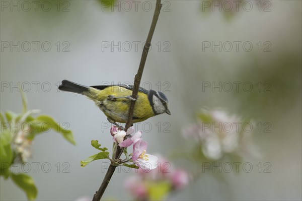 Blue tit Cyanistes (Caeruleus) adult bird on an apple tree branch with flowering blossom, Norfolk, England, United Kingdom, Europe