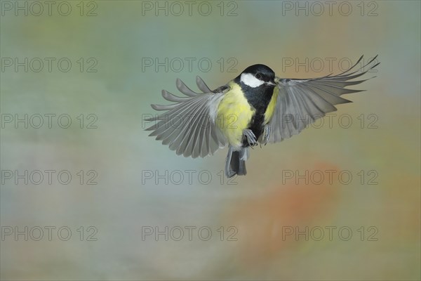 Great tit (Parus major), male in flight, high-speed aerial photograph Wilnsdorf, North Rhine-Westphalia, Germany, Europe