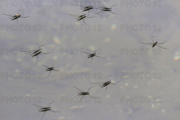 Water strider, September, Germany, Europe