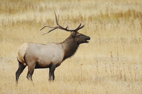 Wapiti (Cervus canadensis, Cervus elaphus canadensis), male, Yellowstone National Park, Wyoming, USA, North America