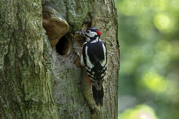 Great spotted woodpecker (Dendrocopos major) adult male at nest entrance in tree trunk with grubs in beak to feed chicks in forest