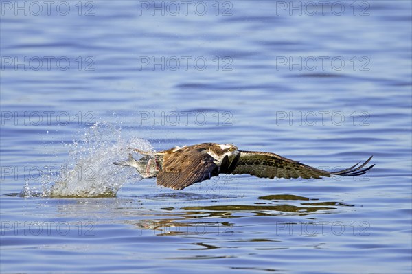 Western osprey (Pandion haliaetus) catching fish in its talons from water surface of lake in late summer