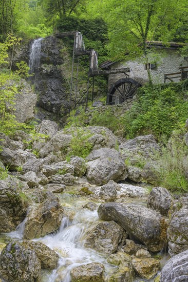 Stream, mill wheel and waterfall at the old mill, Tramonti di Sopra, province of Pordenone, Italy, Europe