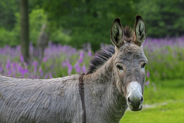 Miniature donkey, close-up portrait in meadow with flowers in spring, Mediterranean donkey breed originally from Sardinia and Sicily