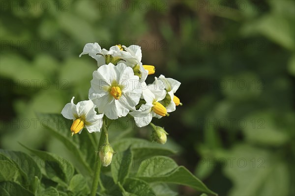 Close-up of a flowering potato plant, potato blossom, Wilnsdorf, North Rhine-Westphalia, Germany, Europe