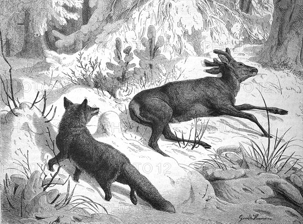 Fox sneaking up on a dead roebuck in winter, looking for food, illustration from 1880, historical, digital reproduction of an original from the 19th century