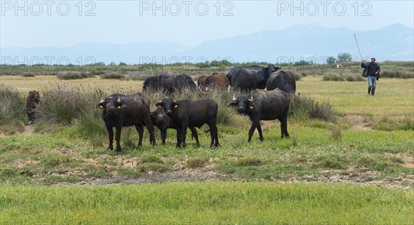 Herd of water buffaloes in a green meadow with a farmer in the background, Glikoneri, Eastern Macedonia and Thrace, Greece, Europe