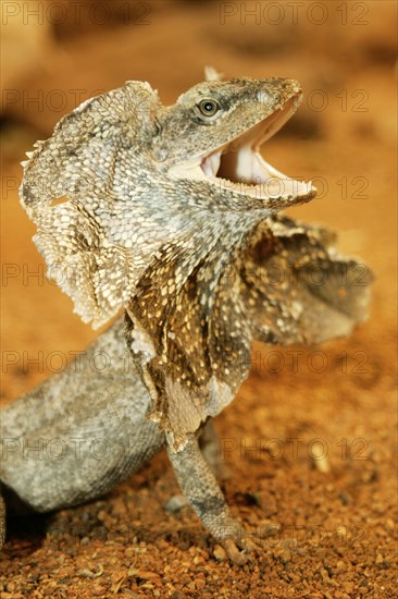 Frill-necked lizard (Chlamydosaurus kingii), threatening gesture