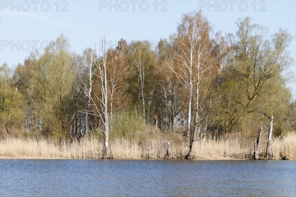 Mixed forest of willows and birches on the banks of the Peene, Peene Valley River Landscape nature park Park, Mecklenburg-Western Pomerania, Germany, Europe