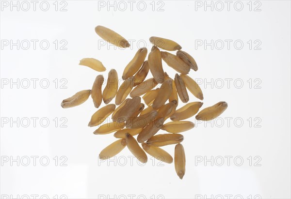 Khorasan wheat (Triticum turgidum × polonicum), also called kamut, is an old variety of spring wheat