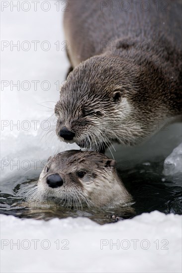 Canadian Otter at icehole (Lutra canadensis)