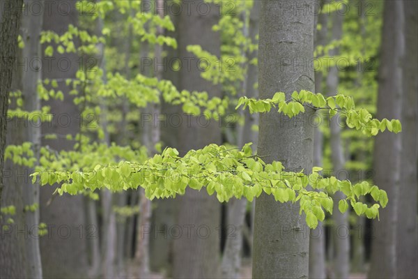 New leaves on European beech (Fagus sylvatica), common beech trees in deciduous forest in spring