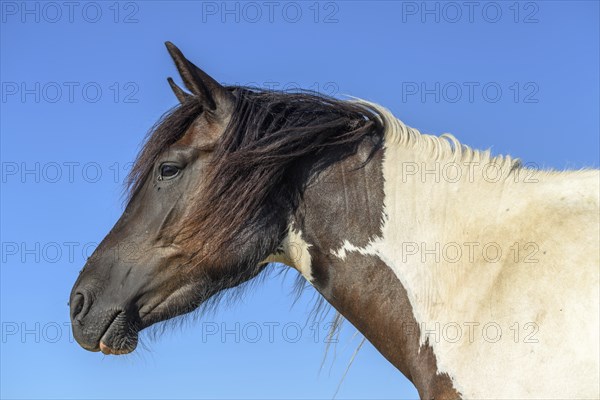 Portrait of a pony in a pasture in the landscape. Bas-Rhin, Collectivite europeenne d'Alsace, Grand Est, France, Europe