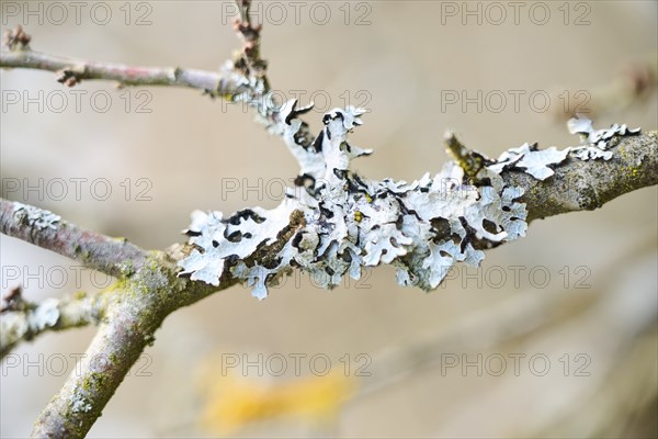 Detail of lichen growing on a branch, Upper Palatinate, Bavaria, Germany, Europe