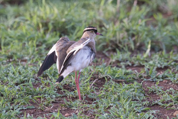 Crowned lapwing (Vanellus coronatus) or crowned plover, Kwazulu Natal Province, South Africa, Africa