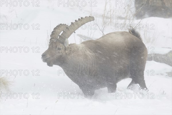 Alpine ibex (Capra ibex) male foraging in the snow during snowstorm on mountain slope in winter in the European Alps