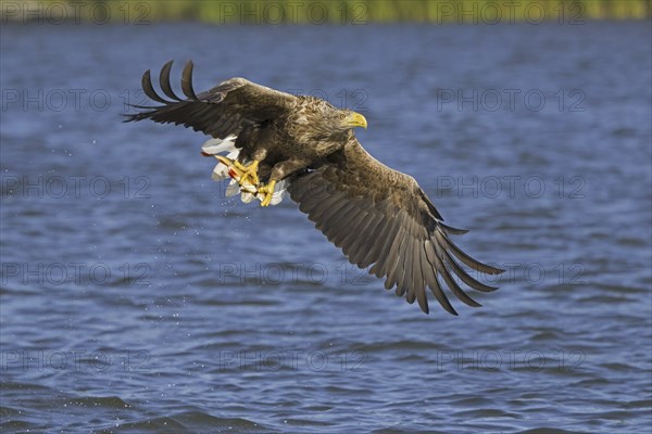 White-tailed eagle (Haliaeetus albicilla), Eurasian sea eagle, erne adult catching fish in its talons from lake's water surface