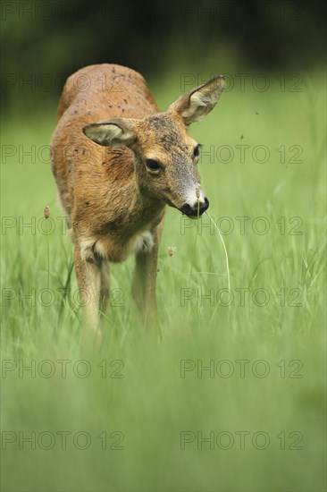 European roe deer (Capreolus capreolus) plagued by flies in the meadow, Allgäu, Bavaria, Germany, Europe